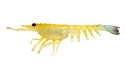 Nomad Live Ops Switcher Shrimp 4.25" Soft Plastic [col:fried Banana]